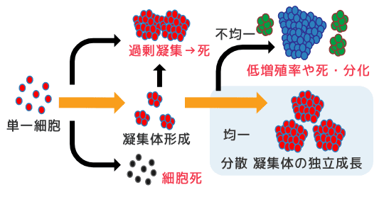 iPS細胞スフェロイド培養プロセスのポイント