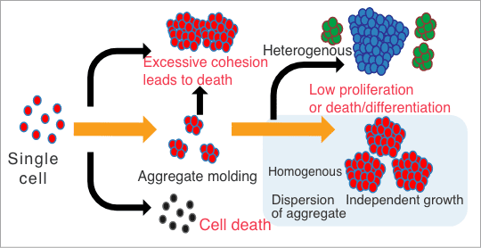 Key points in the iPS cell spheroid culture process