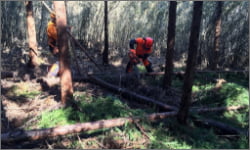 Scene of forest volunteers engaged in security patrols of abandoned forests, etc.